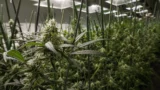 Les entrepreneurs canadiens de la marijuana se concentrent sur les « micro » licences