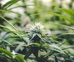 Altas dosis de cannabidiol pueden aumentar los efectos del THC en productos comestibles de cannabis
