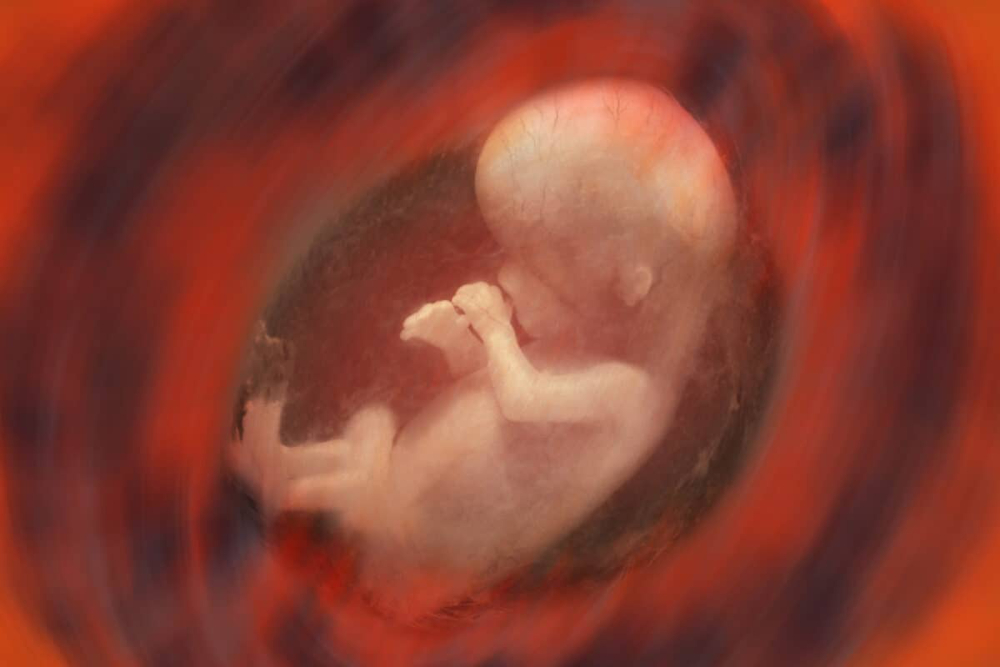 Les futures mères transmettent le CBD à travers le placenta, ce qui présente un risque pour le cerveau du fœtus