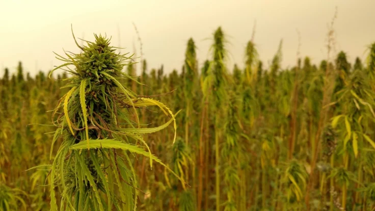 Las empresas canadienses de cannabis se retiran del mercado estadounidense de CBD de cáñamo