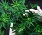 Cannabidiol kann die angeborene Immunantwort gegen SARS-CoV-2 verbessern