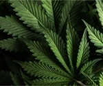 ¿Qué tan común es el consumo de cannabis pediátrico y cuáles son los riesgos?