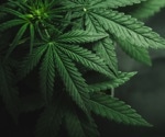 Welche Auswirkungen hat der Cannabiskonsum im Jugendalter?