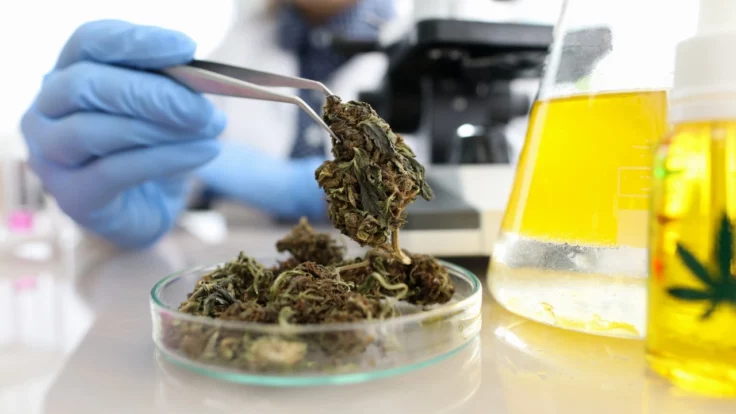Le laboratoire de test de marijuana du Connecticut ferme ses portes, laissant l'État avec un seul