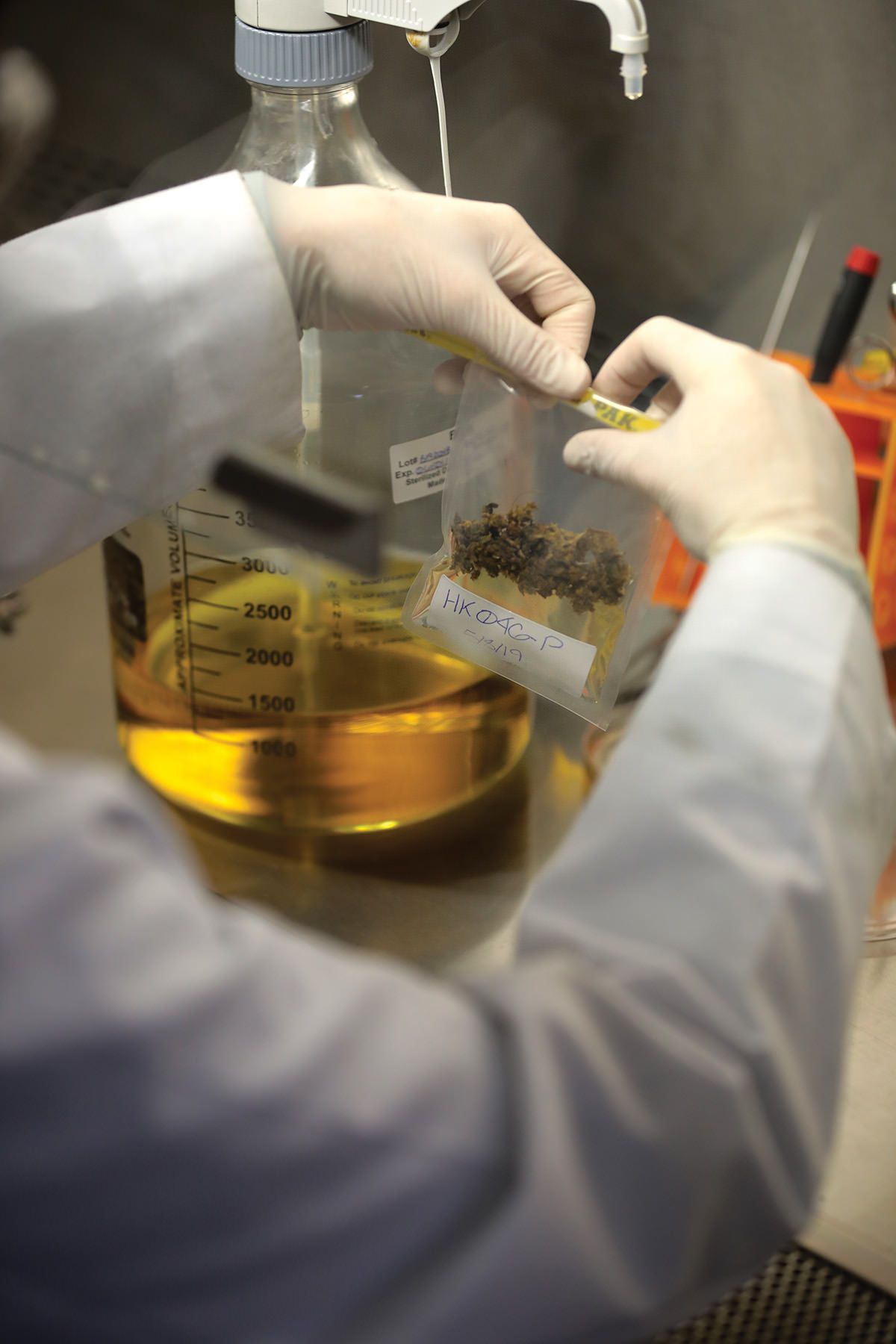 Los reguladores de California advierten a los laboratorios que informen con precisión los resultados de las pruebas de cannabis
