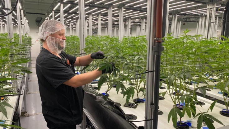El cultivo aeropónico de cannabis ofrece beneficios, pero el método de alta tecnología es poco común
